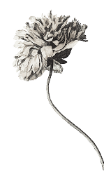 TGG - Flower